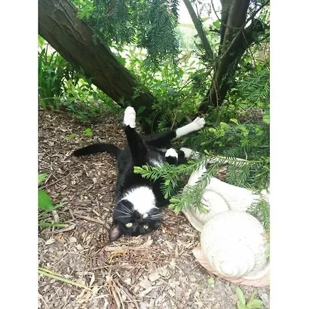 Anton - Haus Deichperle ドルヌマージール