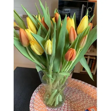 Anton - Haus Deichperle