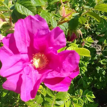 別荘 Anton - Haus Deichperle