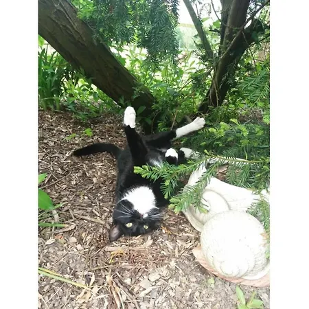 Anton - Haus Deichperle 別荘 *