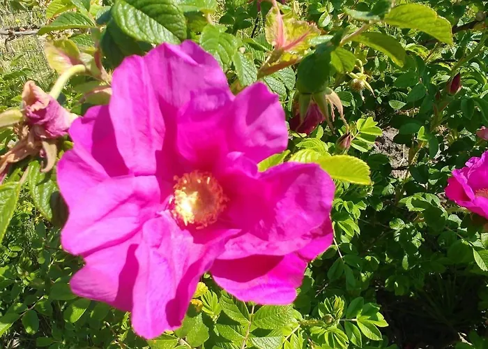 度假居 Anton - Haus Deichperle