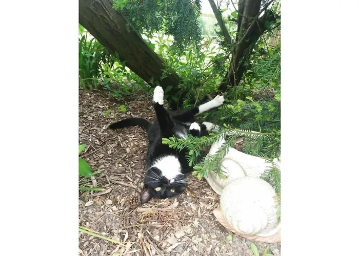 Anton - Haus Deichperle 度假居 *